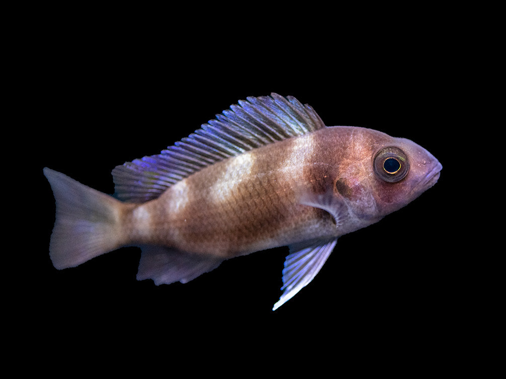 Black Widow Frontosa Cichlid (Cyphotilapia frontosa), Tank-Bred!