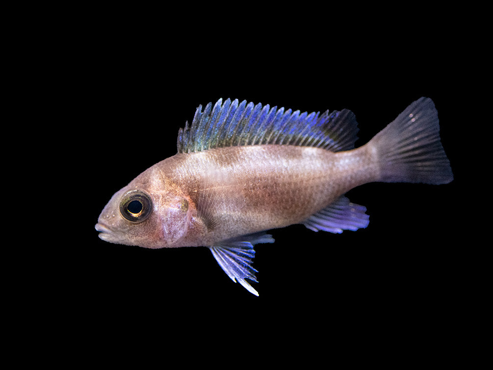 Black Widow Frontosa Cichlid (Cyphotilapia frontosa), Tank-Bred!