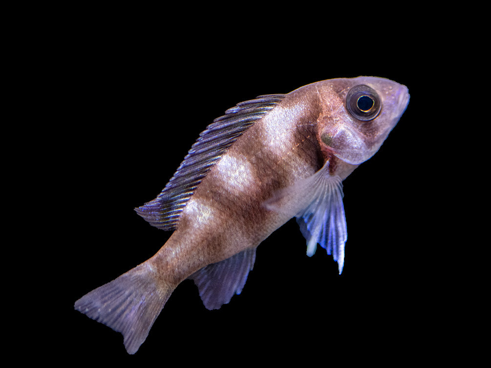 Black Widow Frontosa Cichlid (Cyphotilapia frontosa), Tank-Bred!