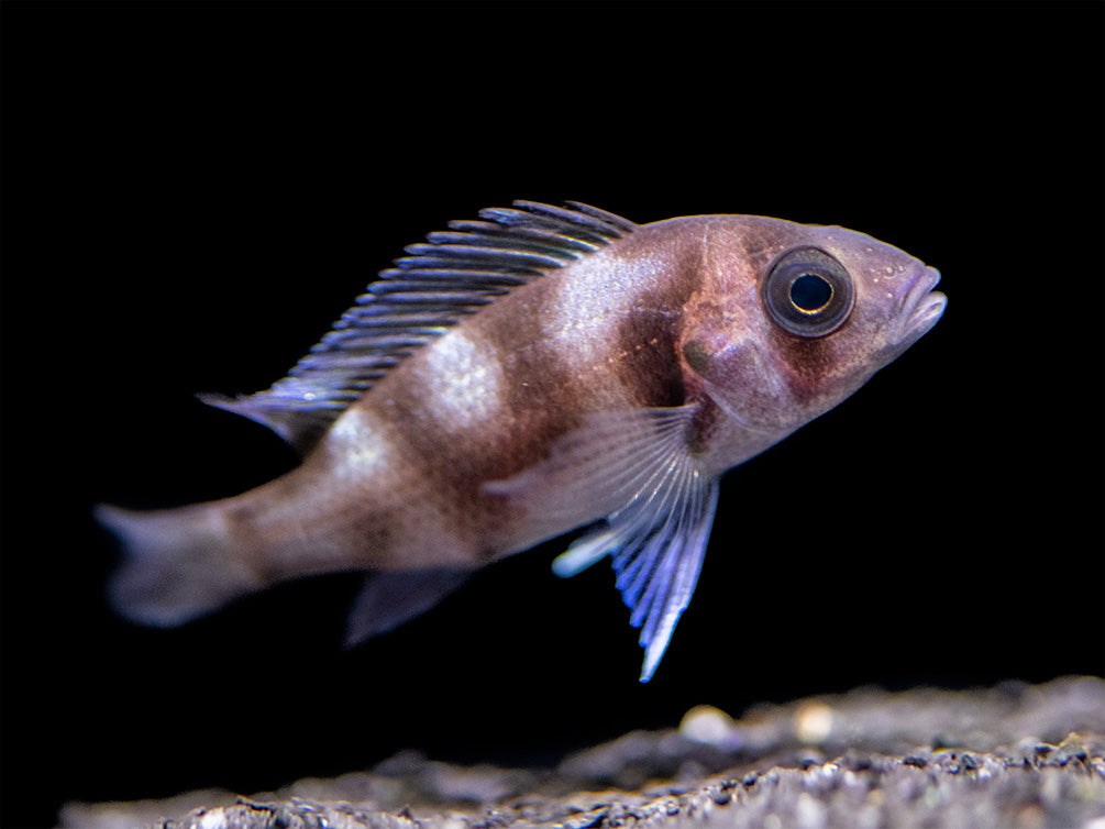 Black Widow Frontosa Cichlid (Cyphotilapia frontosa), Tank-Bred!