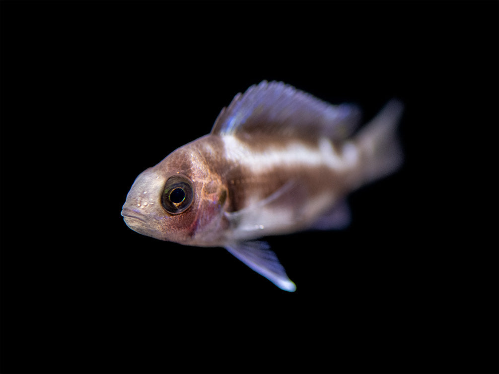 Black Widow Frontosa Cichlid (Cyphotilapia frontosa), Tank-Bred!