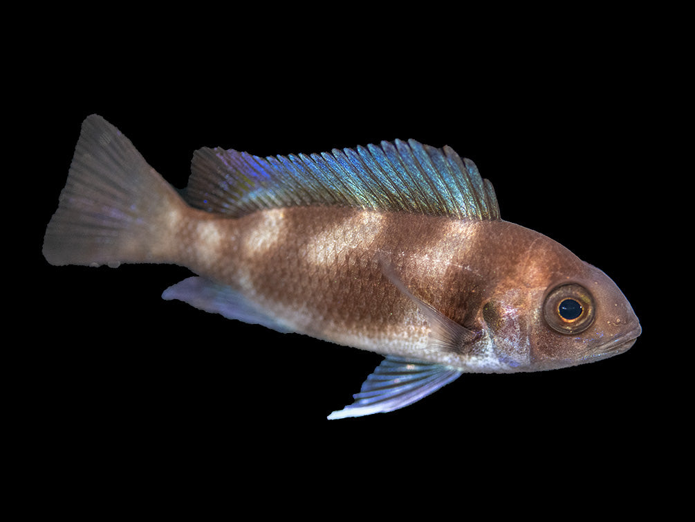 Black Widow Frontosa Cichlid (Cyphotilapia frontosa), Tank-Bred!