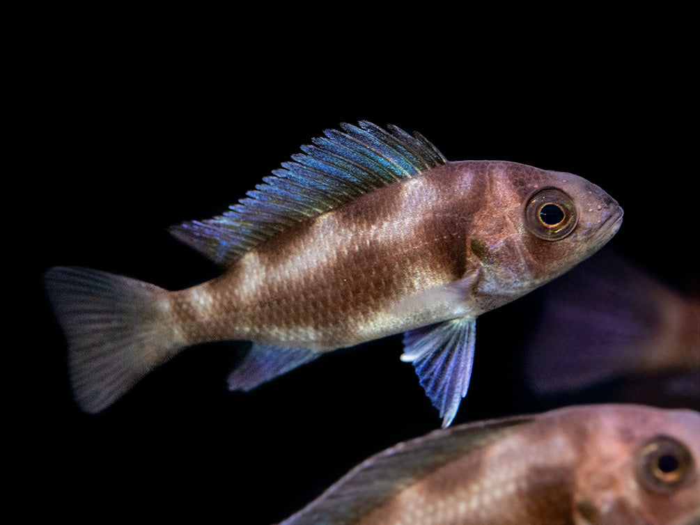 Black Widow Frontosa Cichlid (Cyphotilapia frontosa), Tank-Bred!