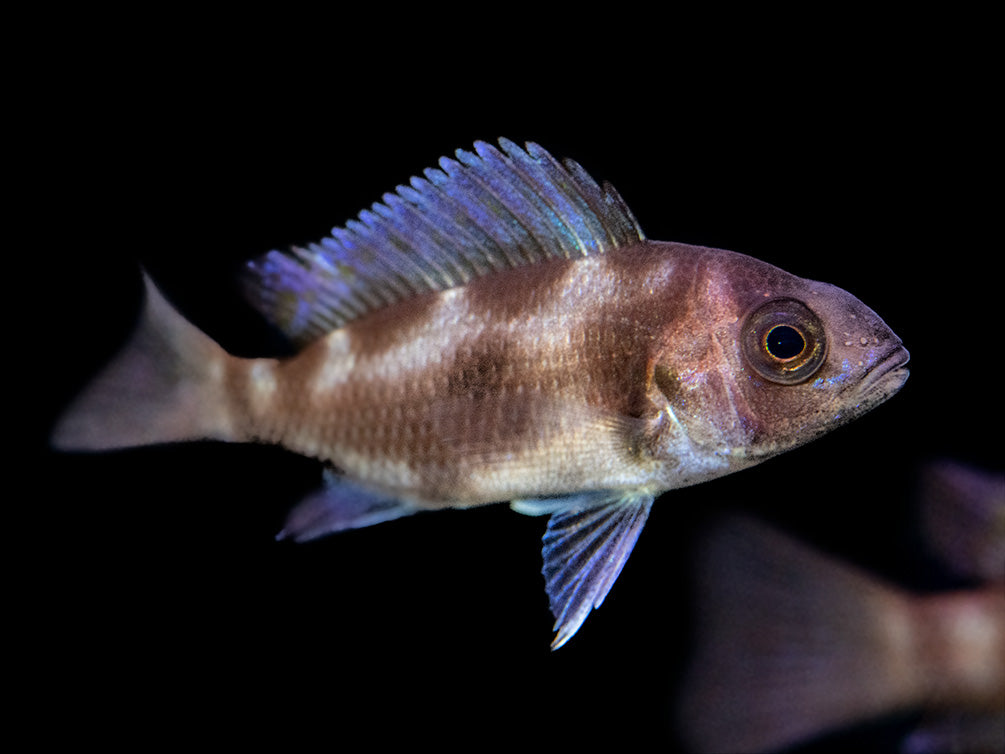 Black Widow Frontosa Cichlid (Cyphotilapia frontosa), Tank-Bred!