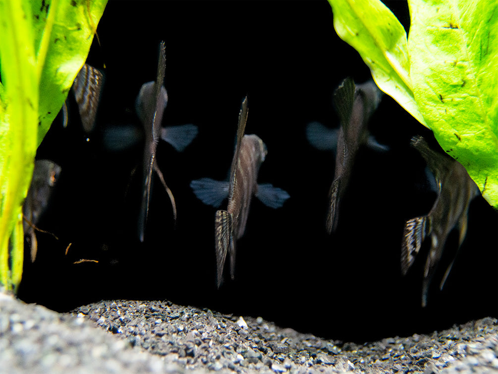 Black Zebra Angelfish (Pterophyllum scalare) - TANK-BRED!