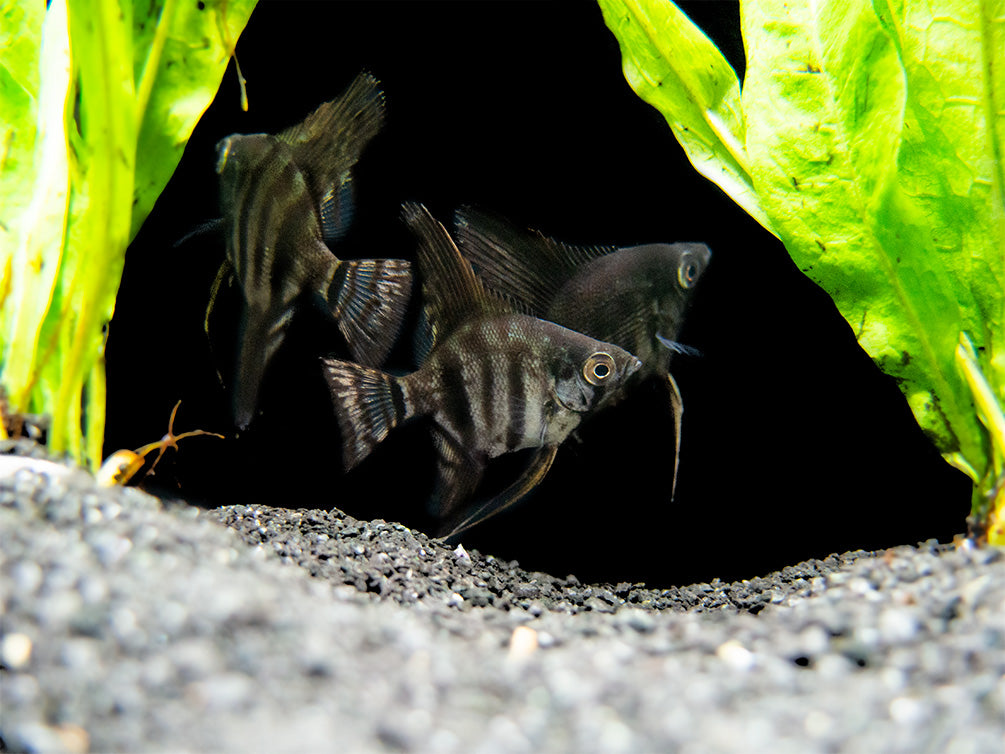 Black Zebra Angelfish (Pterophyllum scalare) - TANK-BRED!