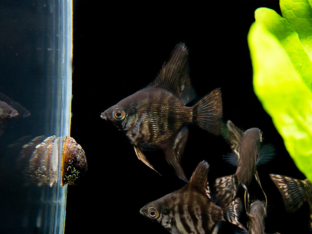 Black Zebra Angelfish (Pterophyllum scalare) - TANK-BRED!