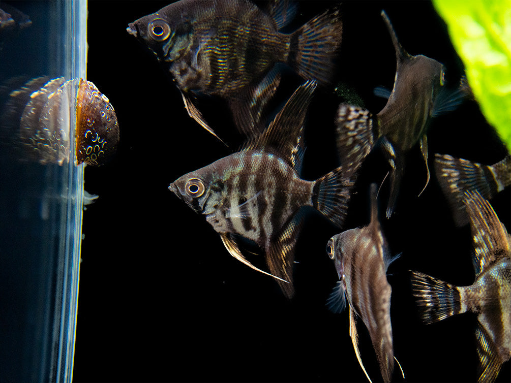 Black Zebra Angelfish (Pterophyllum scalare) - TANK-BRED!