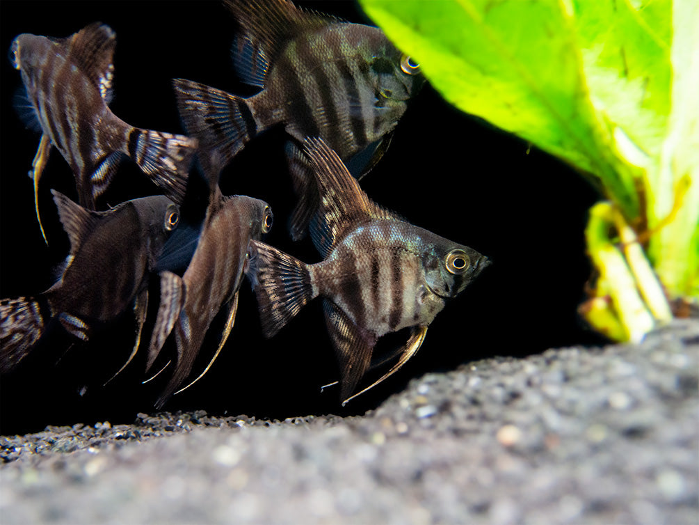 Black Zebra Angelfish (Pterophyllum scalare) - TANK-BRED!