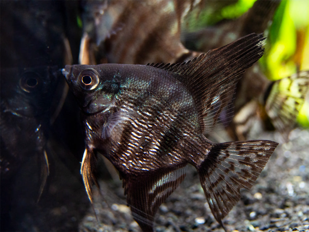 Black Zebra Angelfish (Pterophyllum scalare) - TANK-BRED!