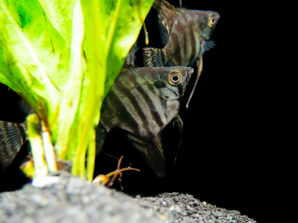 Black Zebra Angelfish (Pterophyllum scalare) - TANK-BRED!