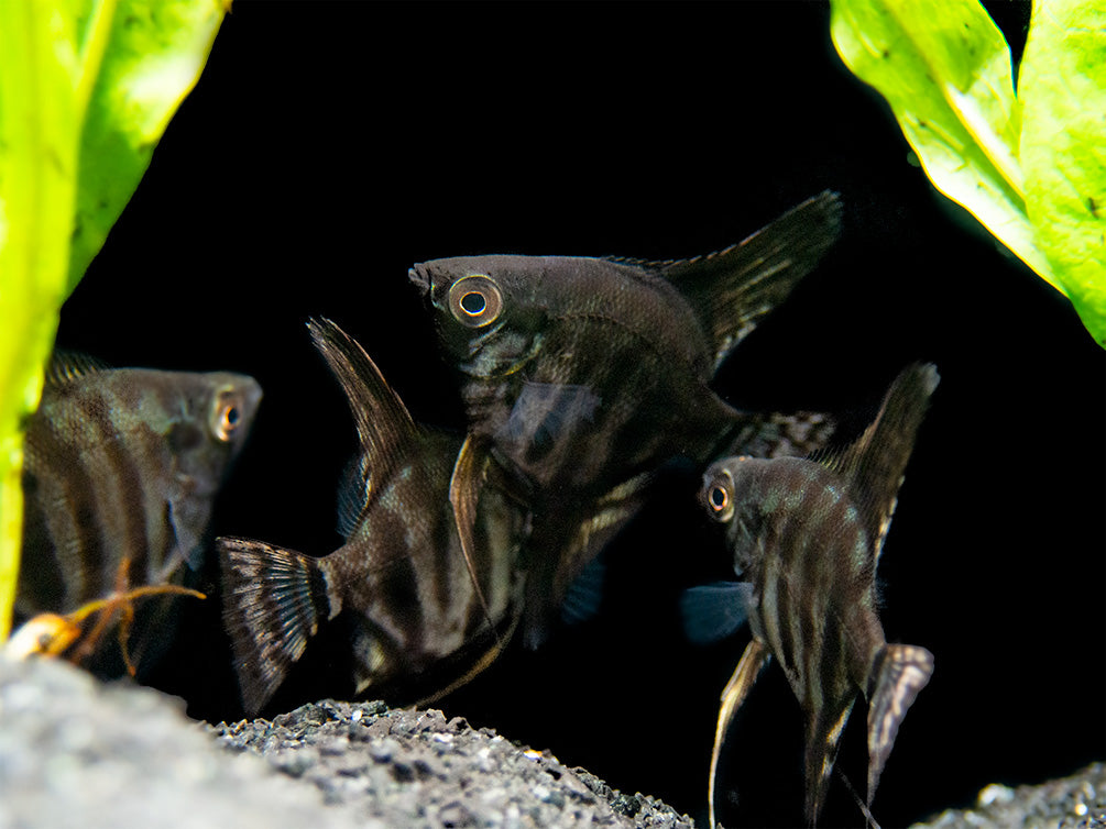 Black Zebra Angelfish (Pterophyllum scalare) - TANK-BRED!