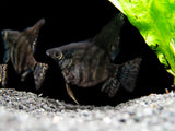 Black Zebra Angelfish (Pterophyllum scalare) - TANK-BRED!