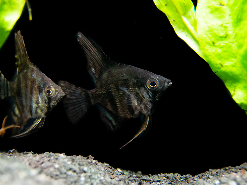 Black Zebra Angelfish (Pterophyllum scalare) - TANK-BRED!