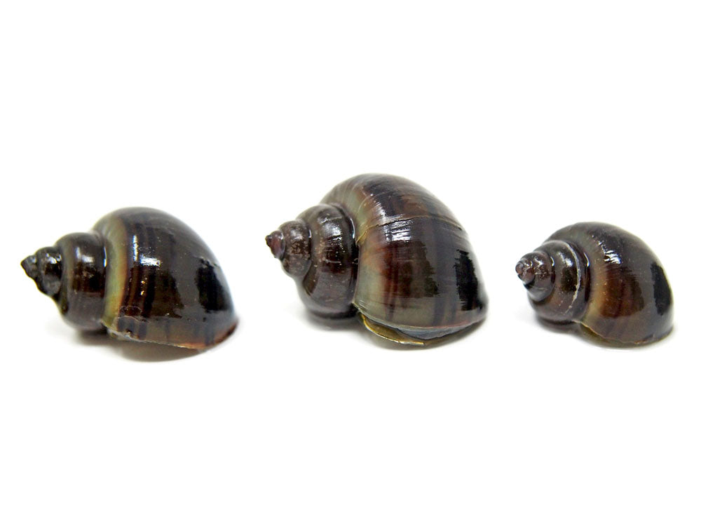 Black Mystery Snail Breeder Combo Box