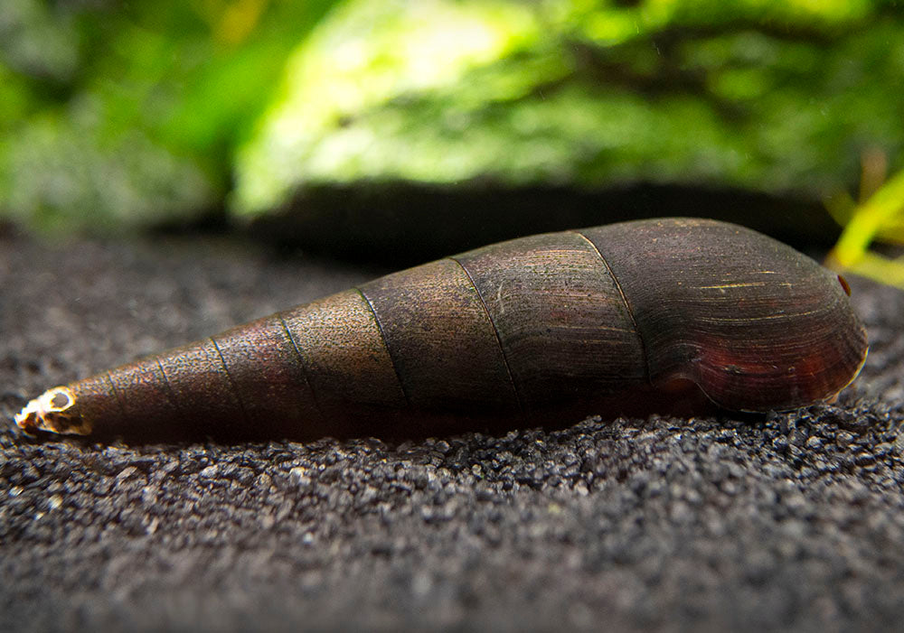 Black Devil Spike Snail (Faunus ater)