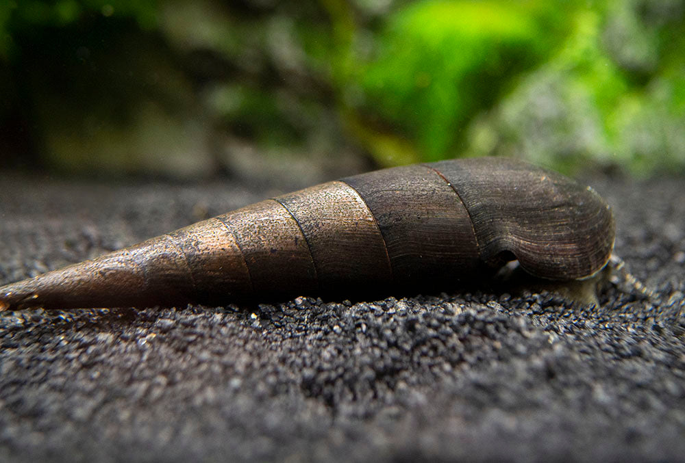 Black Devil Spike Snail (Faunus ater)
