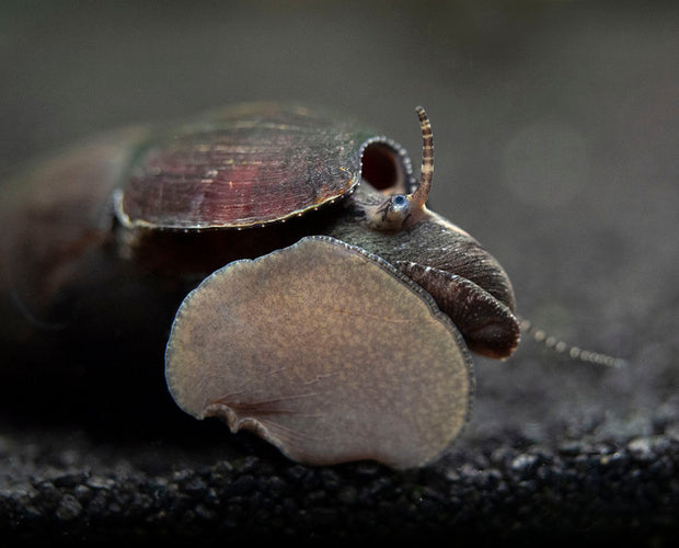Black Devil Spike Snail (Faunus ater)
