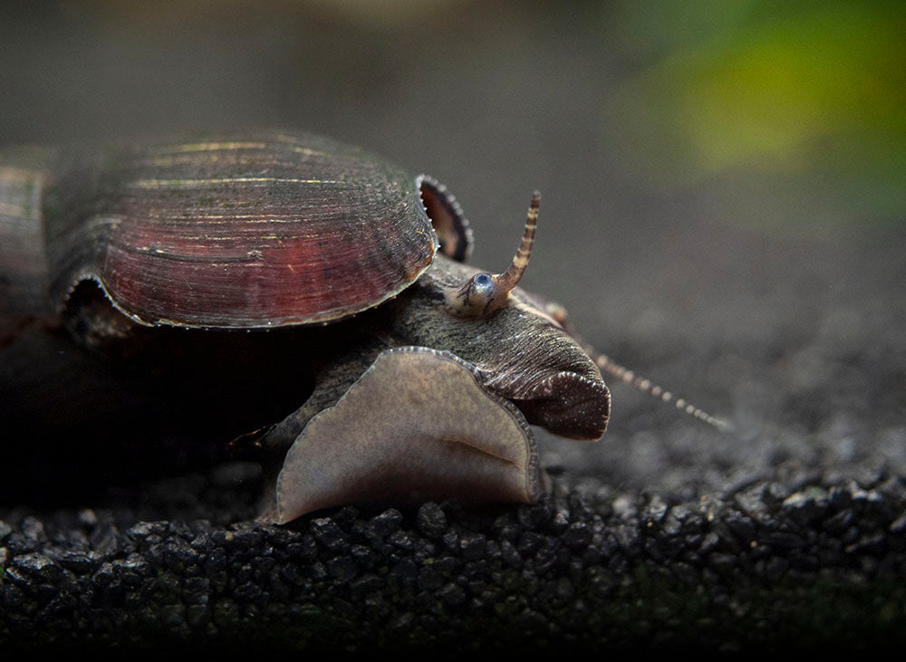Black Devil Spike Snail (Faunus ater)