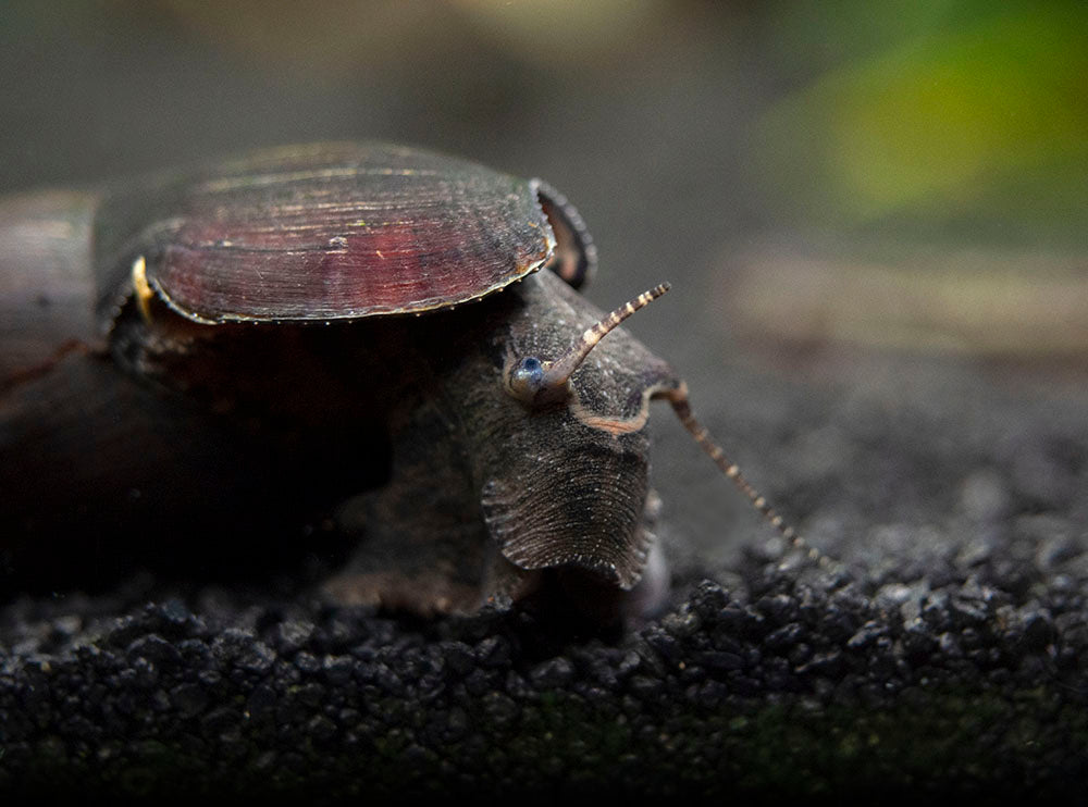Black Devil Spike Snail (Faunus ater)