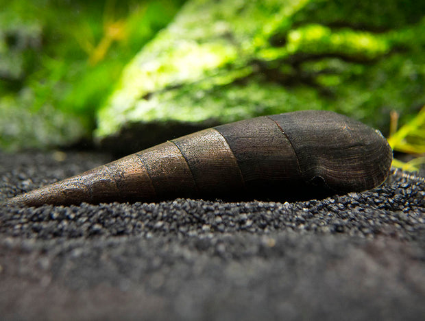 Black Devil Spike Snail (Faunus ater)