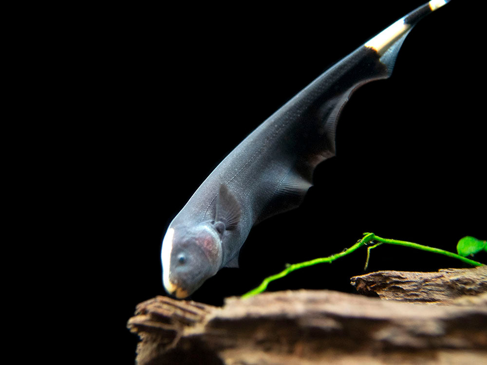 Aquatic Arts Black Ghost Knife fish for sale on driftwood 