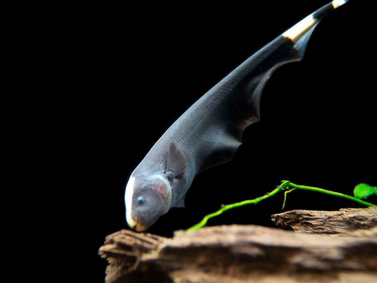 Aquatic Arts Black Ghost Knife fish for sale on driftwood 