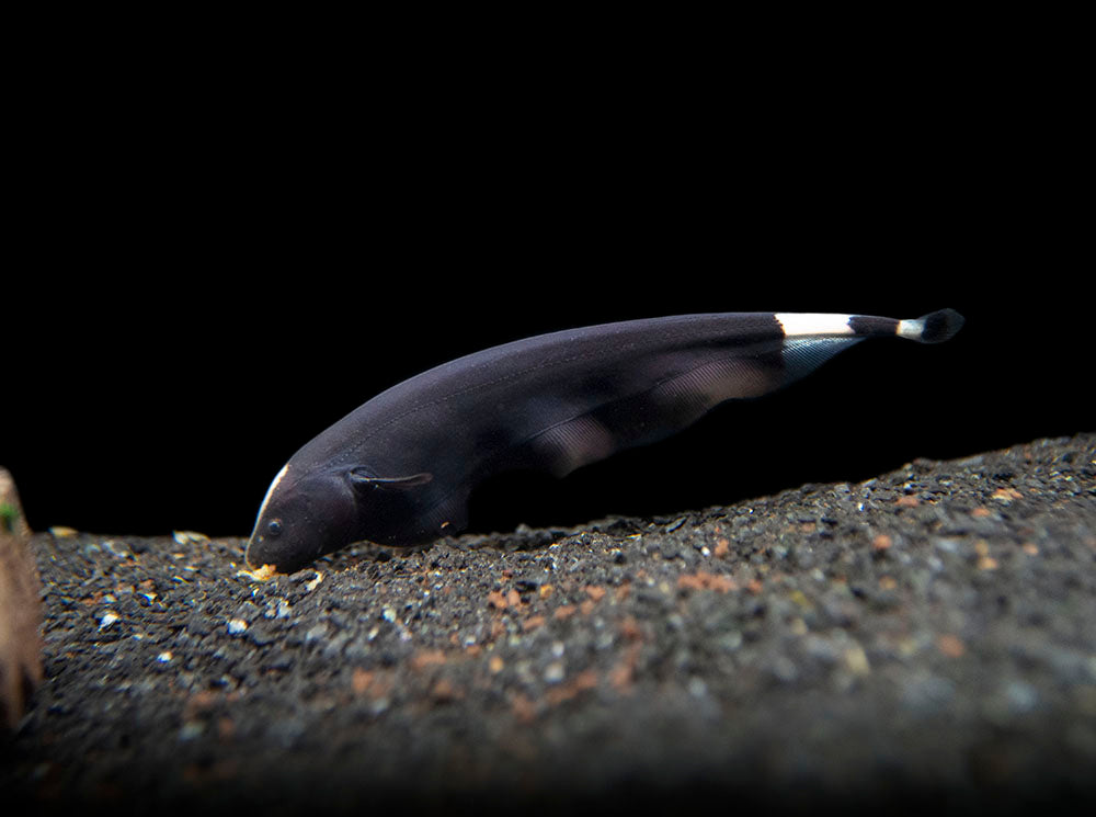 Aquatic Arts Black Ghost Knife fish for sale eating 