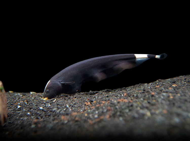 Aquatic Arts Black Ghost Knife fish for sale eating 