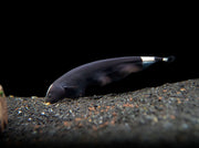 Aquatic Arts Black Ghost Knife fish for sale eating 
