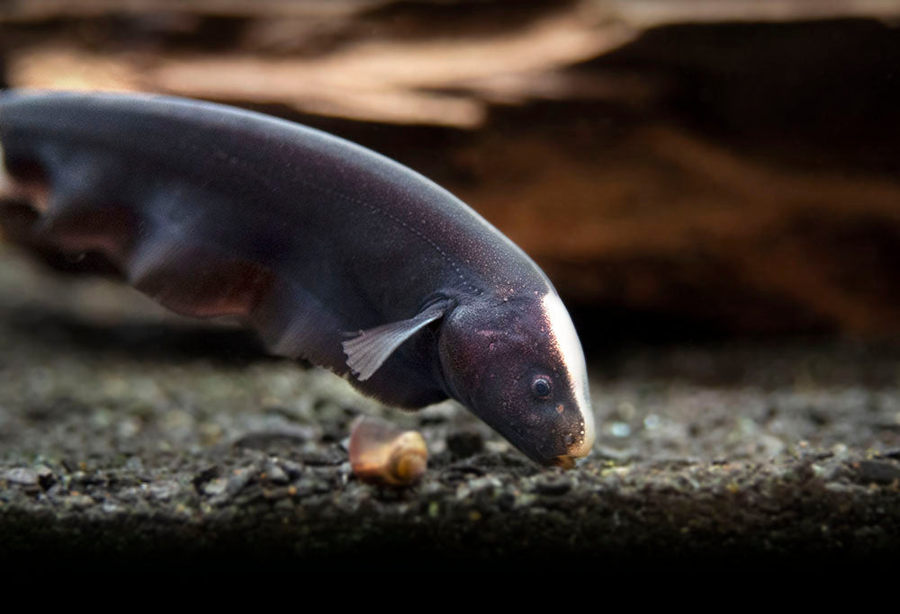 Aquatic Arts Black Ghost Knife fish for sale eating 