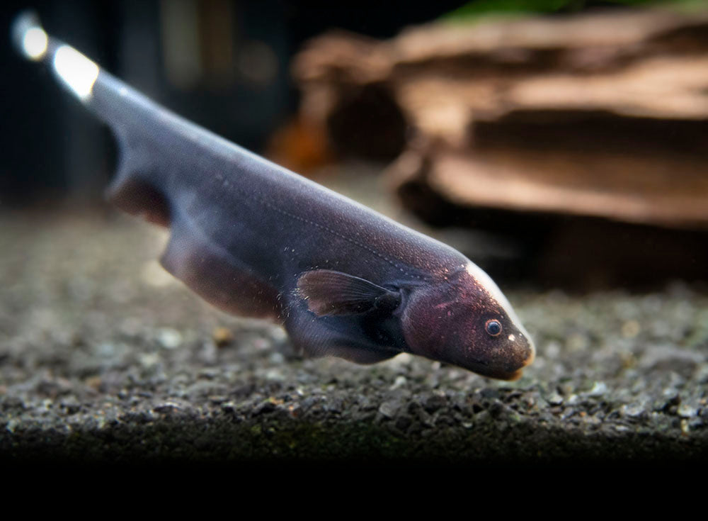 Aquatic Arts Black Ghost Knife fish for sale
