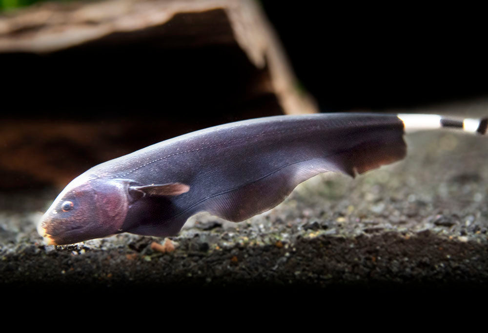 Black Ghost Knifefish (Apteronotus albifrons) Tank-Bred, Aquatic Arts