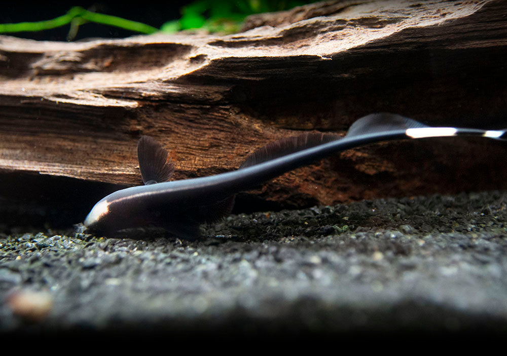 Aquatic Arts Black Ghost Knife fish for sale swimming 