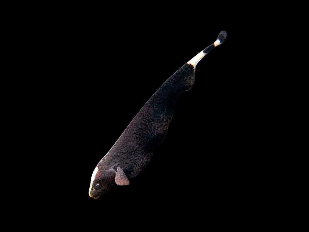 Aquatic Arts Black Ghost Knife fish for sale swimming 