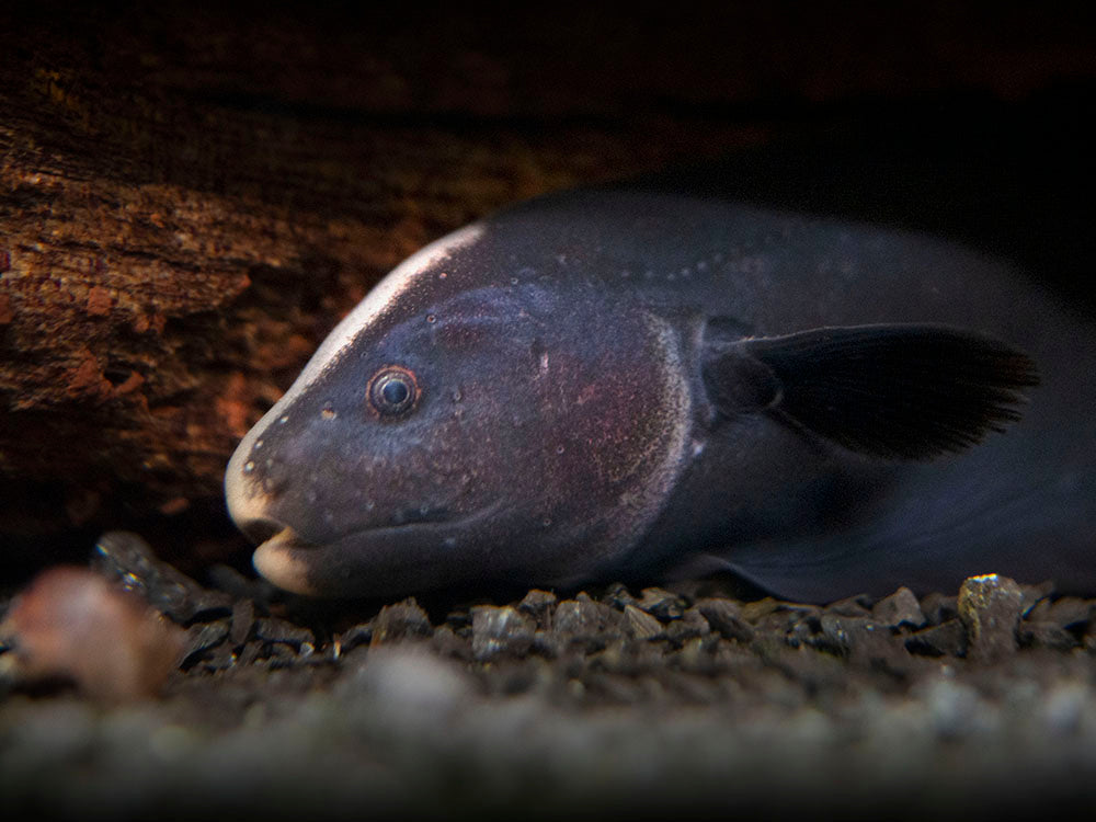 Aquatic Arts Black Ghost Knife fish for sale hiding 
