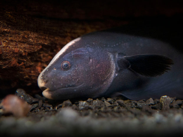 Aquatic Arts Black Ghost Knife fish for sale hiding 