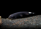 Aquatic Arts Black Ghost Knife fish for sale