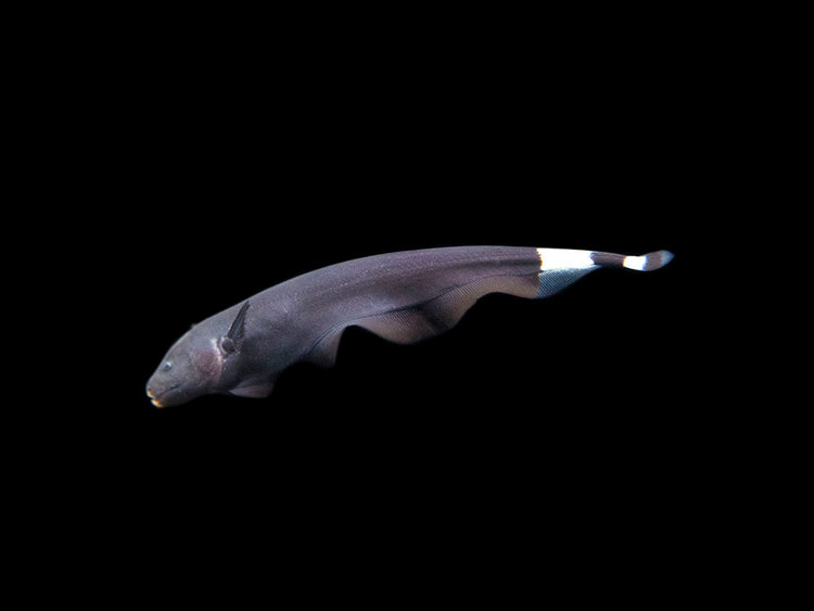 Aquatic Arts Black Ghost Knife fish for sale 