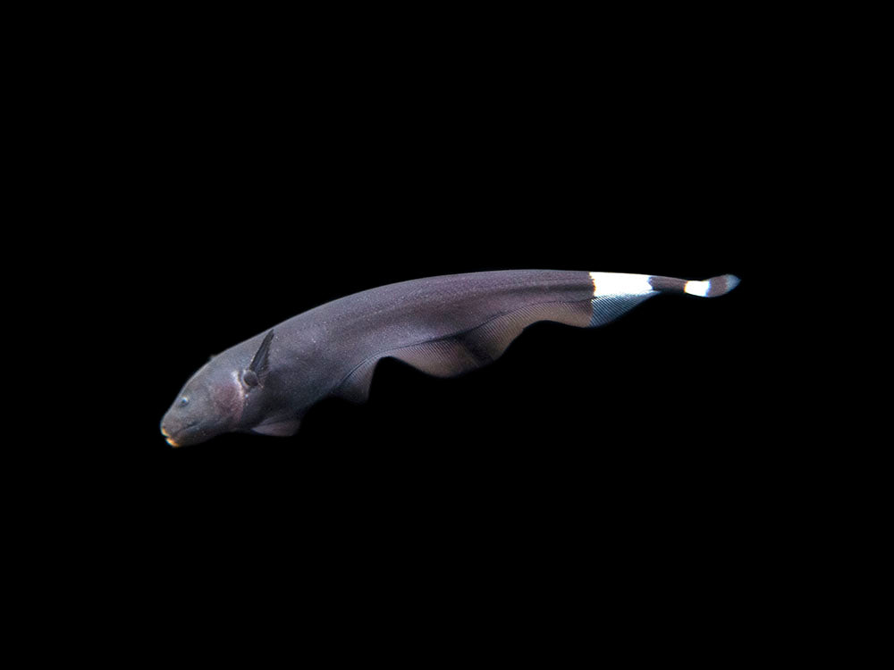 Black Ghost Knifefish (Apteronotus albifrons) Tank-Bred, Aquatic Arts