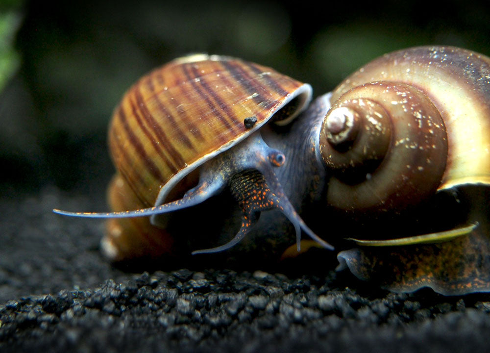 Multiple Snails Multi-Color Mystery Snail COMBO PACK - Aquatic Arts