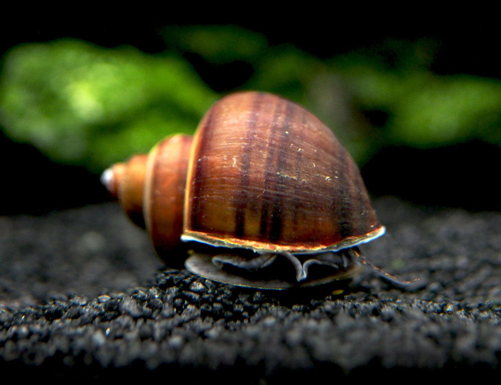 Black Mystery Snail at Aquatic Arts