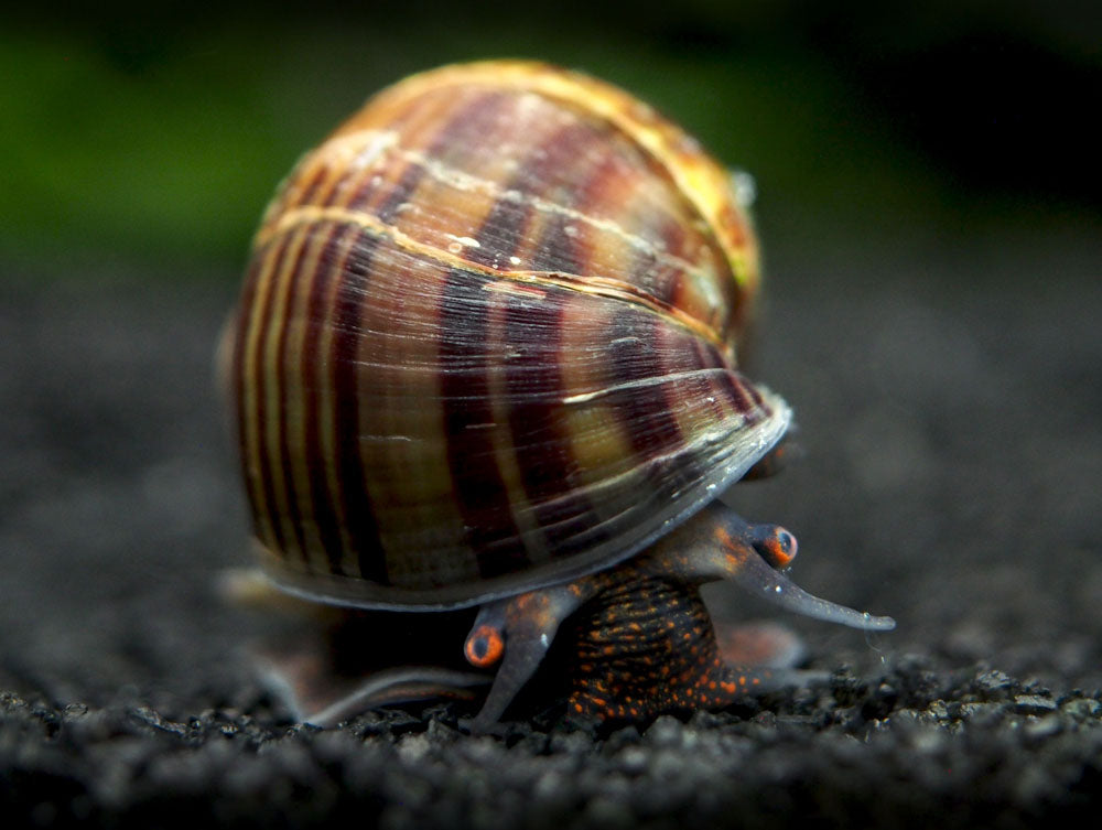 Multiple Snails Multi-Color Mystery Snail COMBO PACK - Aquatic Arts