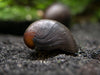 Black Racer AKA Military Nerite Snails (Neritina pulligera)