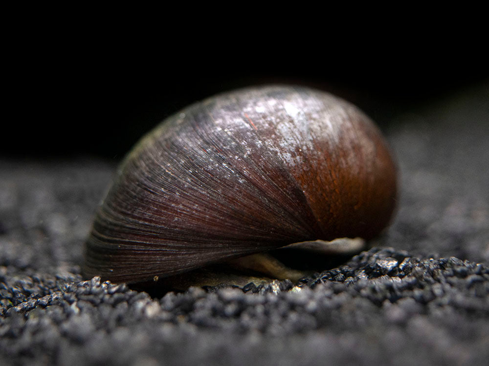 Black Racer Nerite Snails - Aquatic Arts
