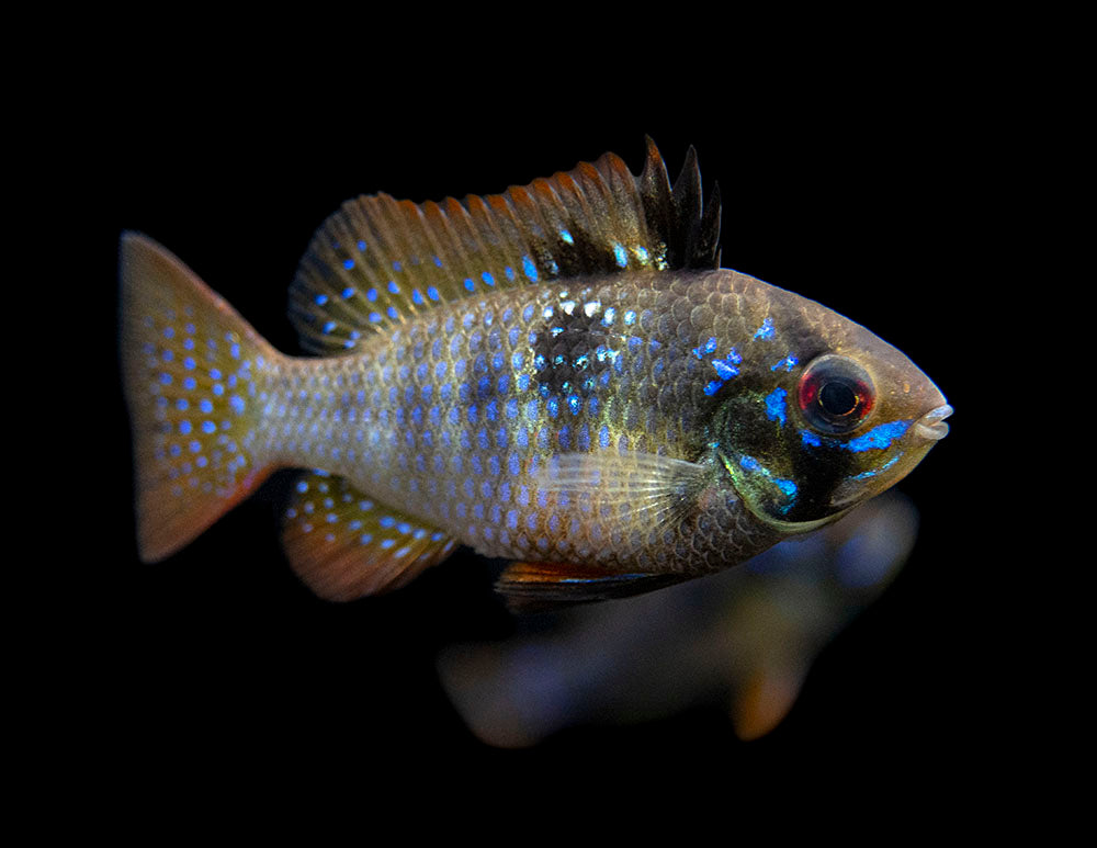 German Black Ram Dwarf Cichlid (Mikrogeophagus ramirezi "German Black") - Tank Bred