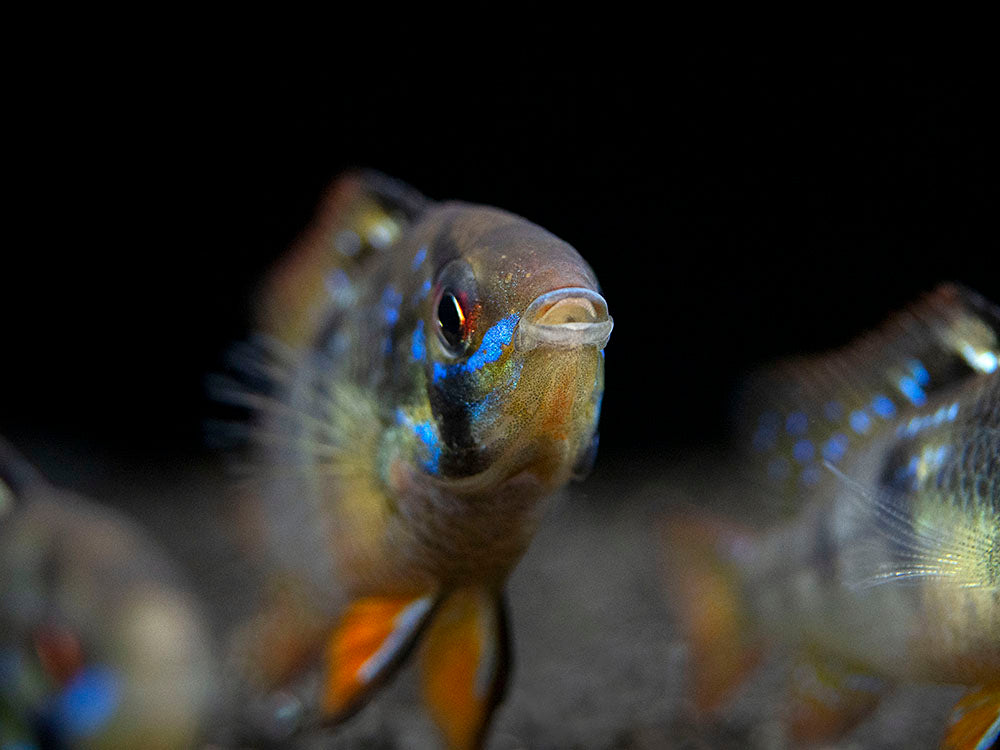 German Black Ram Dwarf Cichlid (Mikrogeophagus ramirezi "German Black") - Tank Bred