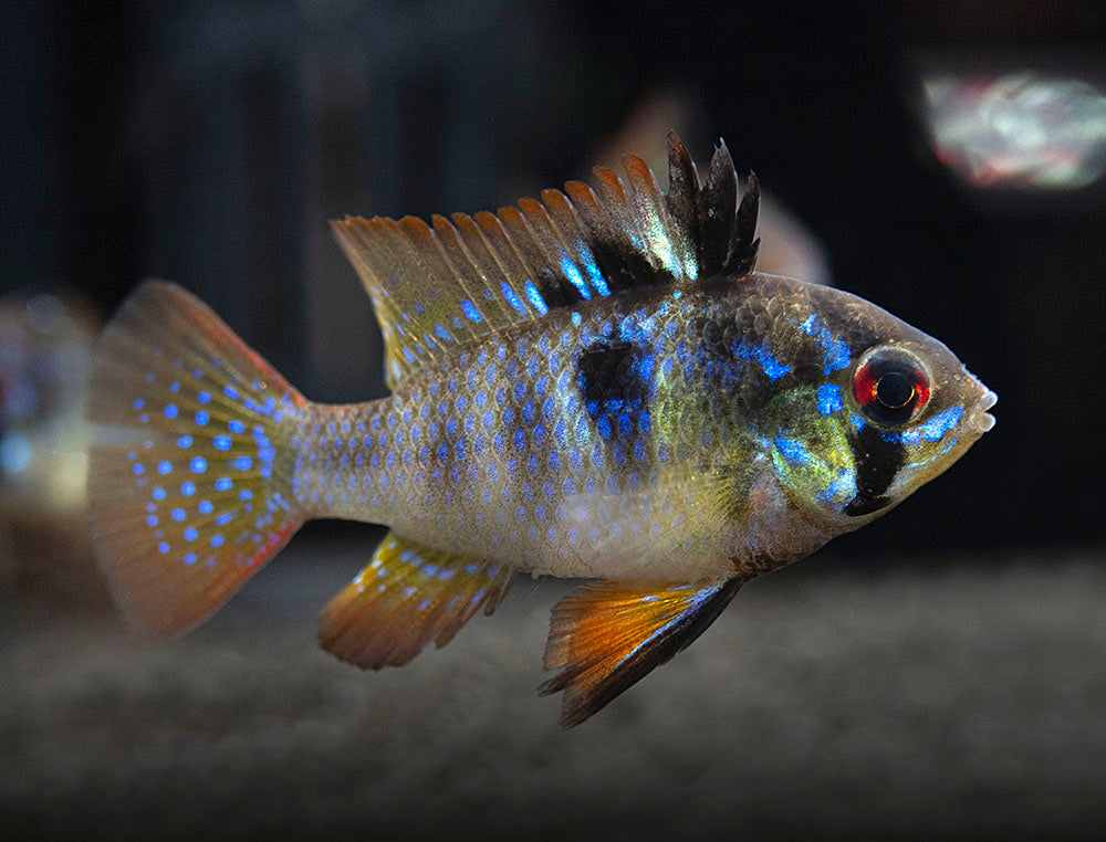 German Black Ram Dwarf Cichlid (Mikrogeophagus ramirezi "German Black") - Tank Bred