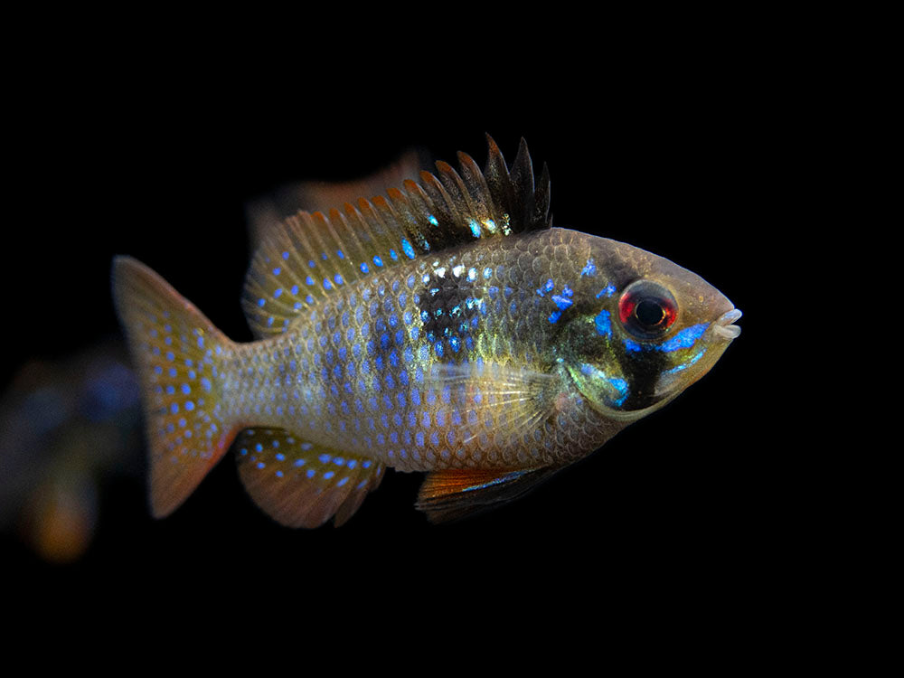 German Black Ram Dwarf Cichlid (Mikrogeophagus ramirezi "German Black") - Tank Bred