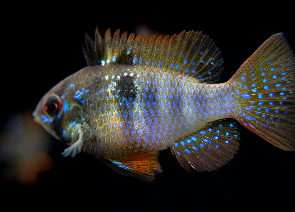 German Black Ram Dwarf Cichlid (Mikrogeophagus ramirezi "German Black") - Tank Bred